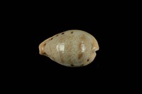 藏品(玉女寶螺)的圖片